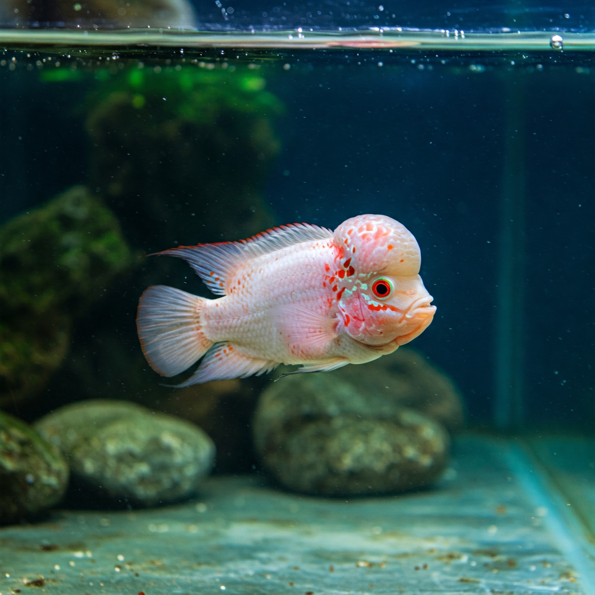 Featured Flowerhorn