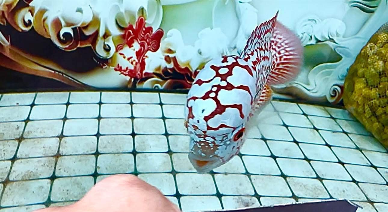 Flowerhorn Fish
