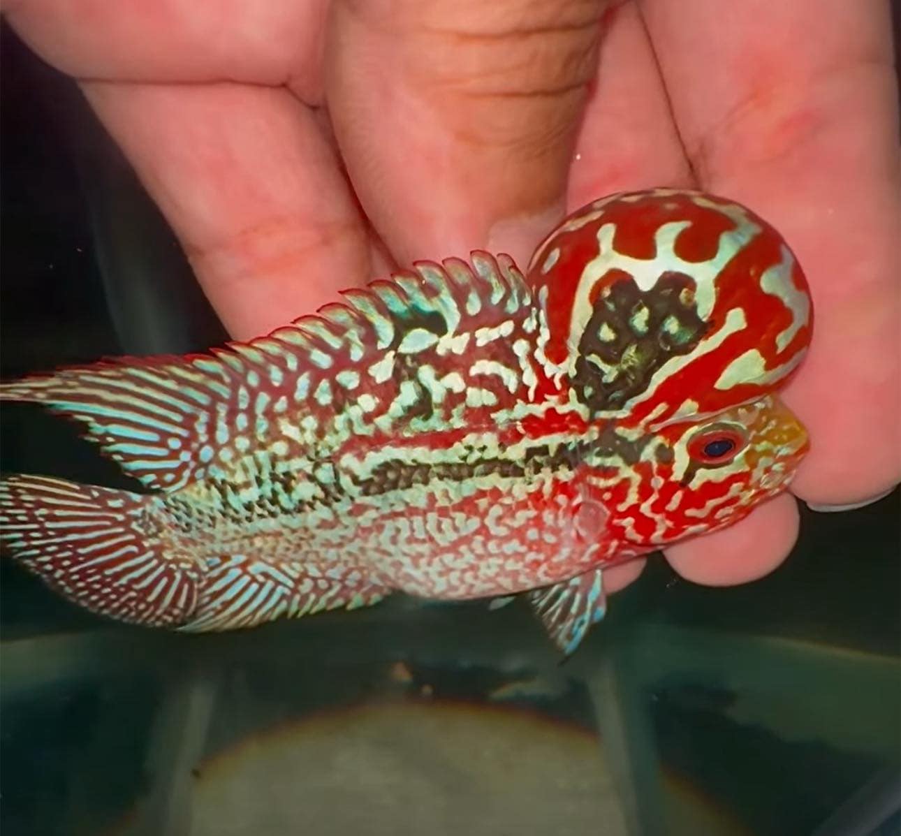 Flowerhorn Fish